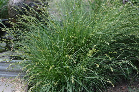 Carex divulsa (Berkeley Sedge)