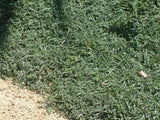 Dymondia margaretae (Silver Carpet)