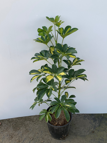 Schefflera arboricola 'Variegata'  (Variegated Dwarf Umbrella Tree)