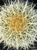 Echinocactus grusonii (Golden Barrel Cactus)