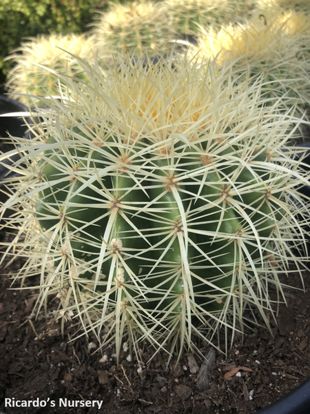 Echinocactus grusonii (Golden Barrel Cactus)  Ricardo's Nursery
