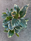 Ficus elastica 'Tineke'  (Variegated Rubber Tree)