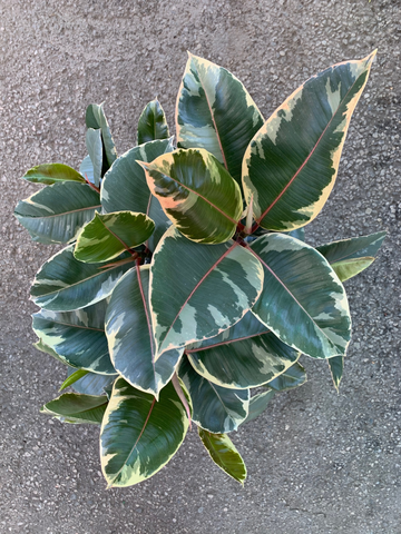 tineke variegated rubber tree Ficus elastica 'Tineke' (Variegated Rubber Tree) – Ricardo's Nursery