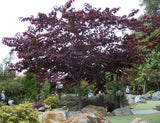 Cercis canadensis 'Forest Pansy' (Forest Pansy Redbud)
