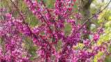 Cercis canadensis 'Forest Pansy' (Forest Pansy Redbud)