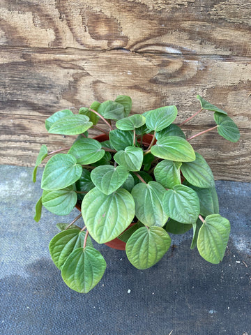 Peperomia (Rana Verde)