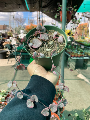 Ceropegia woodii variegata (String of Hearts)