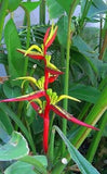 Heliconia schiedeana (Lobster Claw)