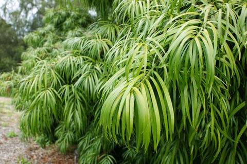 Podocarpus henkelii (Long Leafed Yellowwood)