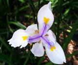 Dietes iridioides (African Iris)