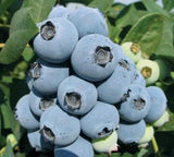 Blueberry Jewel Southern