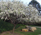 Pyrus kawakamii (Evergreen Pear)