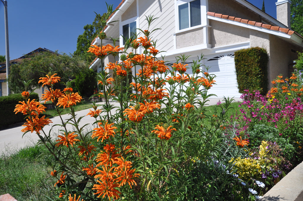 Leonotis leonurus (Lion's Tail) – Ricardo's Nursery