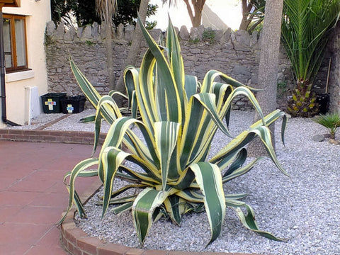 Agave americana var. marginata (Variegated Century Plant)