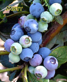 Blueberry Misty Southern