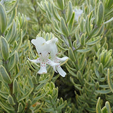 Westringia fruticosa 'Morning Light' (Variegated Coast Rosemary)