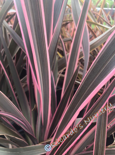 Phormium 'Pink Stripe' (New Zealand Flax) – Ricardo's Nursery