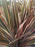 Phormium 'Sundowner' (New Zealand Flax)