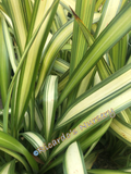 Phormium 'Yellow Wave' (New Zealand Flax)