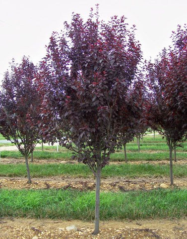 Prunus cerasifera 'Krauter Vesuvius' (Purple Leaf Plum)