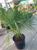 Phoenix roebelenii  (Pygmy Date Palm)