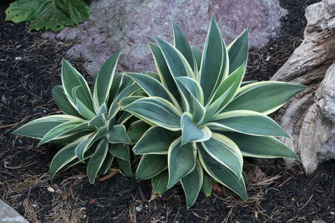 Agave attenuata 'Ray of Light' (Ray of Light Fox Tail Agave)