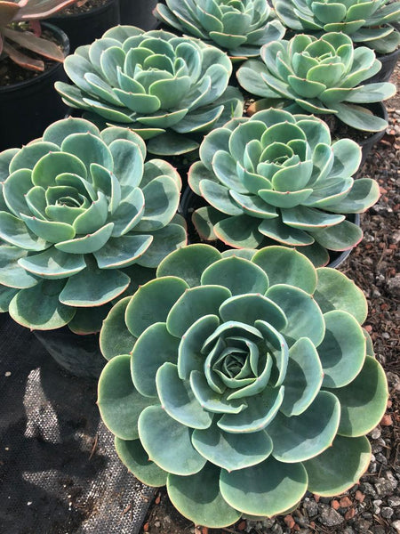 echeveria imbricata succulent Echeveria 'Imbricata' (Hens and Chicks) – Ricardo's Nursery
