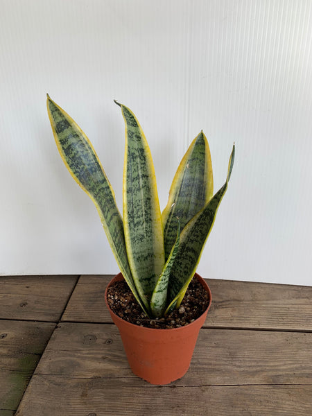 sansevieria trifasciata near me Sansevieria trifasciata 'Laurentii' (Variegated Snake Plant) – Ricardo's  Nursery
