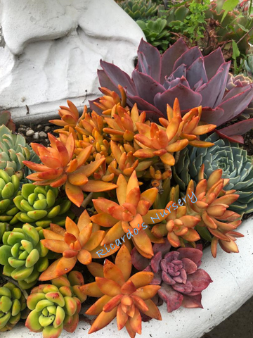 sedum coppertone succulent Sedum nussbaumerianum (Coppertone Stonecrop)