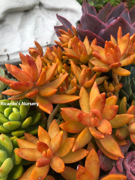 orange sedum succulent Sedum nussbaumerianum (Coppertone Stonecrop) – Ricardo's Nursery