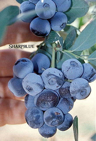 Blueberry Sharpblue Southern