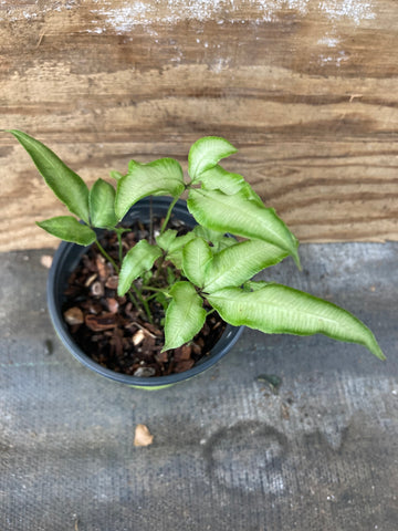 Silver Ribbon Fern