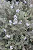 Westringia fruticosa 'Smokey' (Coast Rosemary)