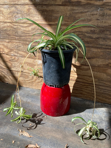 spider plant red Chlorophytum comosum (Spider Plant) – Ricardo's Nursery