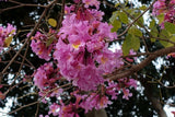 Tabebuia impetiginosa (Pink Trumpet Tree)