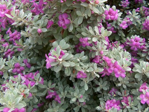 Leucophyllum frutescens (Texas Ranger)