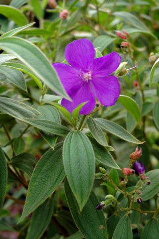 Tibouchina urvilleana (Princess Flower)