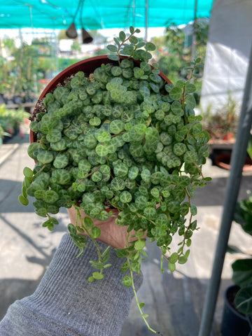 Peperomia prostrata (String of Turtles)