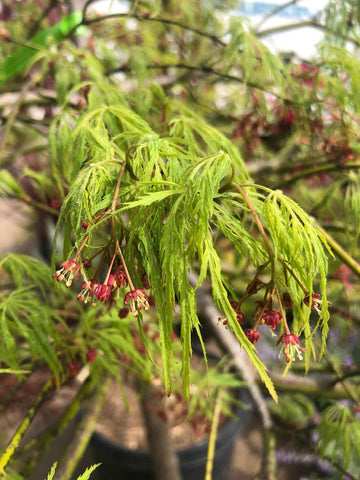 Acer palmatum var. dissectum 'Viridis' (Viridis Japanese Maple)