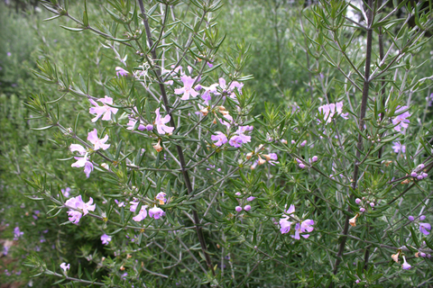 Westringia fruticosa 'Wynyabbie Gem' (Coast Rosemary)